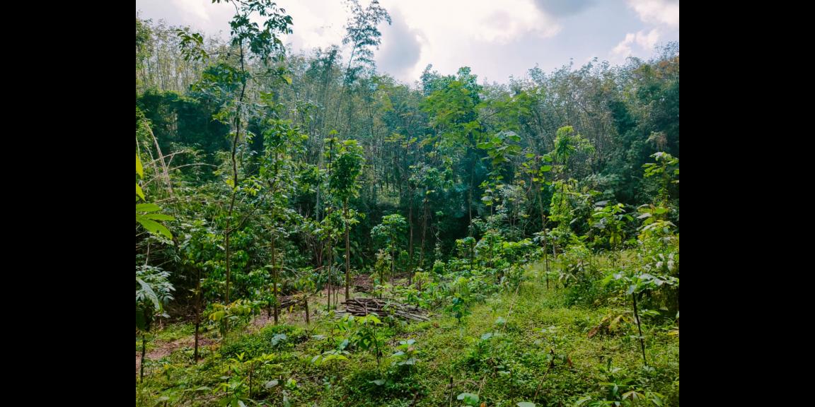 Dijual Tanah Dekat Sungai Kerjo Karanganyar Dijual Tanah Dekat Sungai Kerjo Karanganyar