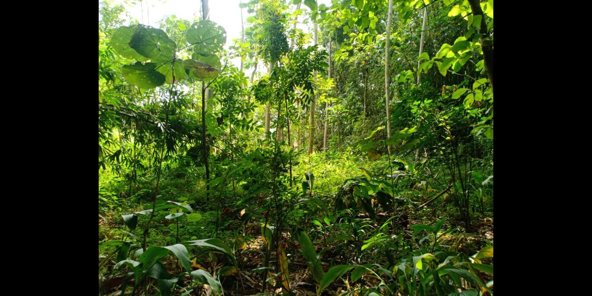 Tanah 915m² Hanya 175Jt Karanganyar Tanah 915m² Hanya 175Jt Karanganyar