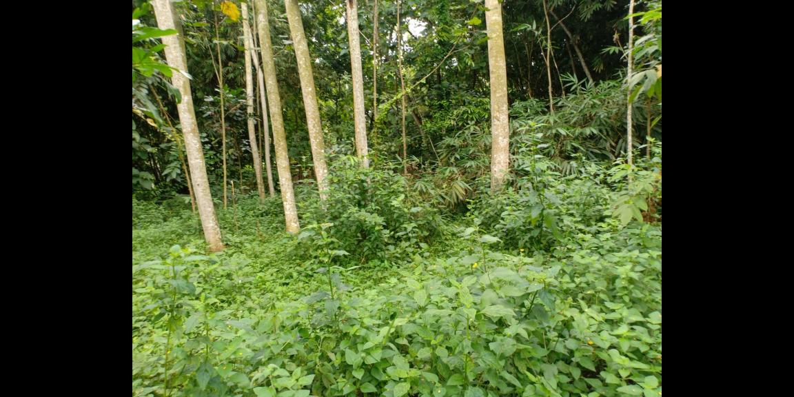 Tanah 915m² Hanya 175Jt Karanganyar Tanah 915m² Hanya 175Jt Karanganyar