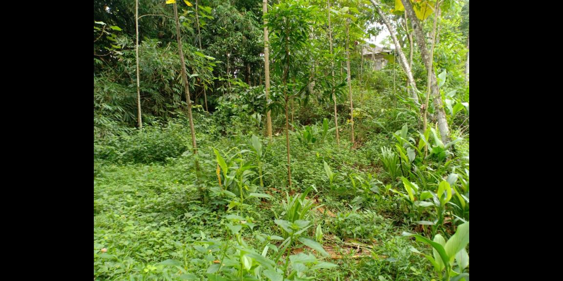 Tanah 915m² Hanya 175Jt Karanganyar Tanah 915m² Hanya 175Jt Karanganyar