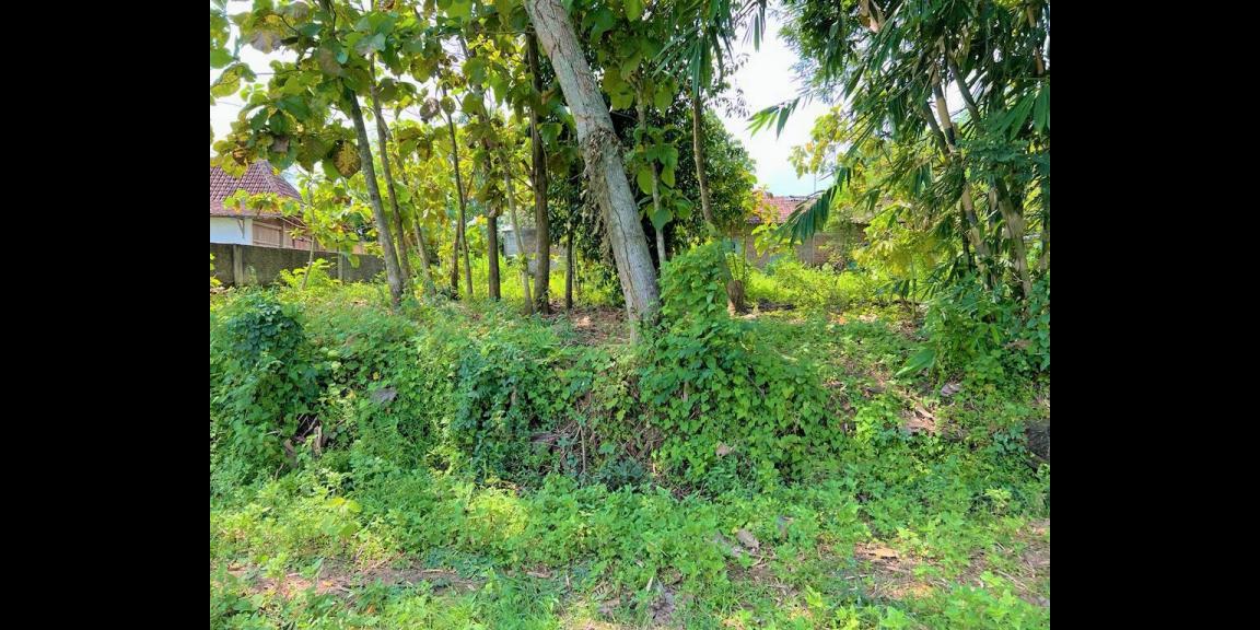 Dijual Tanah 1050m² 200jt Kedawung Sragen Dijual Tanah 1050m² 200jt Kedawung Sragen