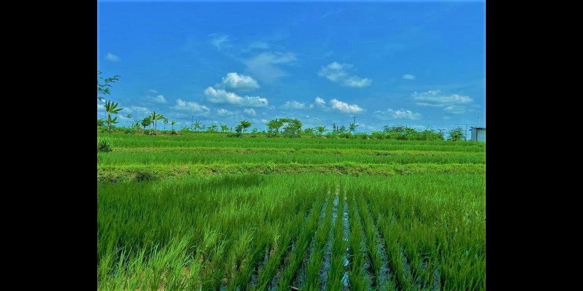 Dijual Tanah 1050m² 200jt Kedawung Sragen Dijual Tanah 1050m² 200jt Kedawung Sragen