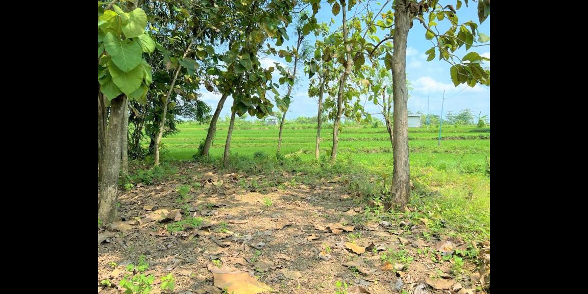 Dijual Tanah 1050m² 200jt Kedawung Sragen Dijual Tanah 1050m² 200jt Kedawung Sragen