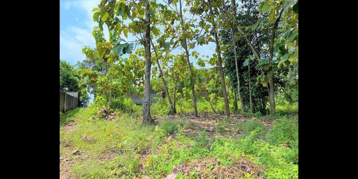 Dijual Tanah 1050m² 200jt Kedawung Sragen Dijual Tanah 1050m² 200jt Kedawung Sragen