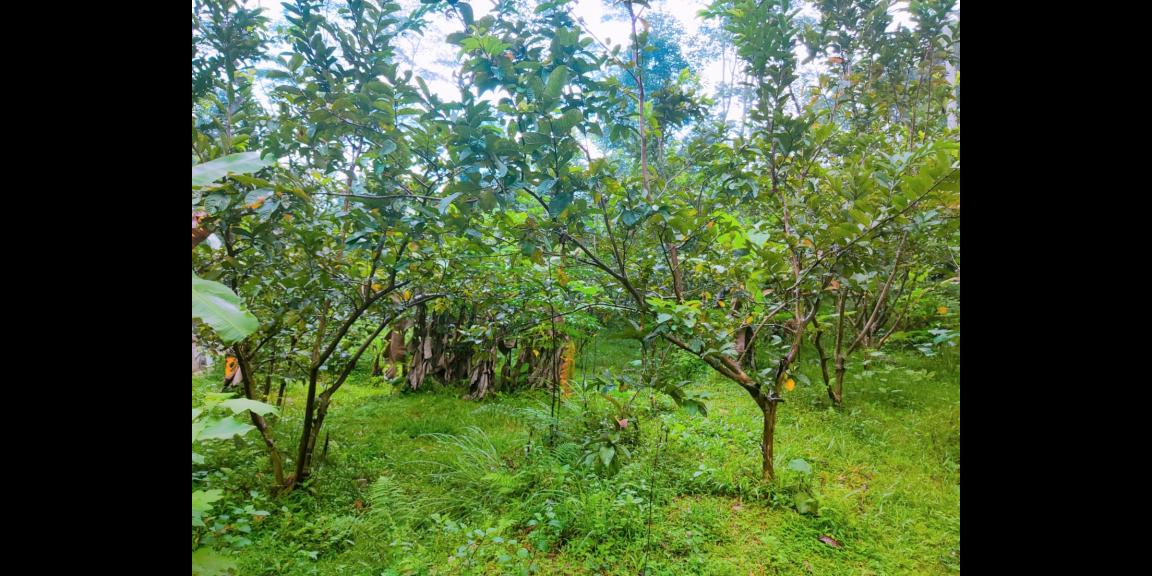 Jual Cepat Tanah 1075m 150Jt Ngargoyoso Karanganyar Jual Cepat Tanah 1075m 150Jt Ngargoyoso Karanganyar