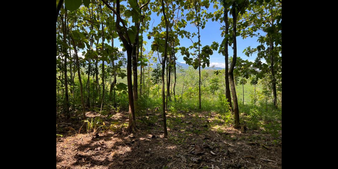 Tanah 4606m² Kerjo Karanganyar Tanah 4606m² Kerjo Karanganyar