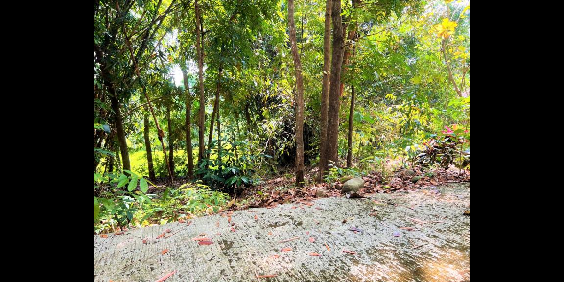 Tanah Dekat Sungai & Sawah Mojogedang Karanganyar Tanah Dekat Sungai & Sawah Mojogedang Karanganyar