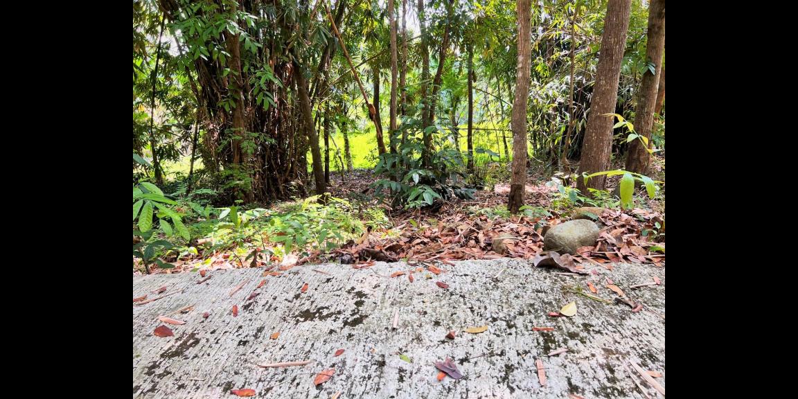 Tanah Dekat Sungai & Sawah Mojogedang Karanganyar Tanah Dekat Sungai & Sawah Mojogedang Karanganyar