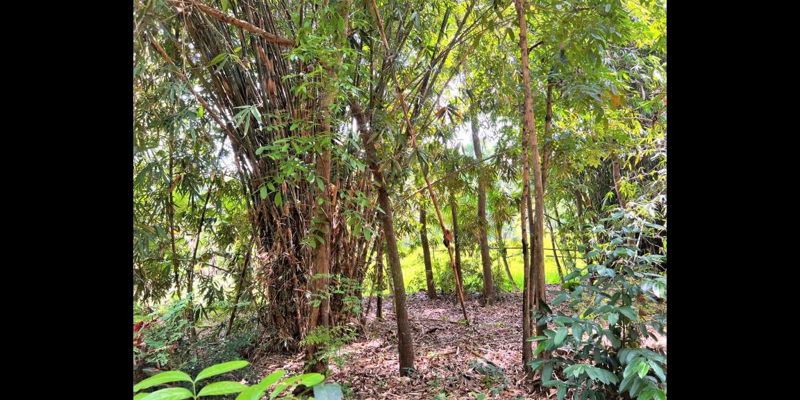 Tanah Dekat Sungai & Sawah Mojogedang Karanganyar Tanah Dekat Sungai & Sawah Mojogedang Karanganyar