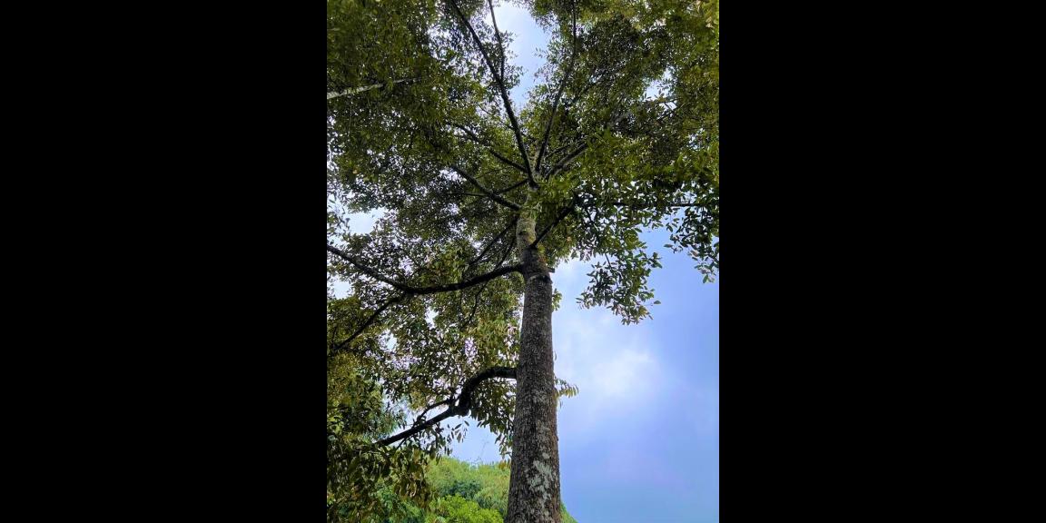 Jual Rumah Bonus Kebun Durian Karangpandan Karanganyar Jual Rumah Bonus Kebun Durian Karangpandan Karanganyar