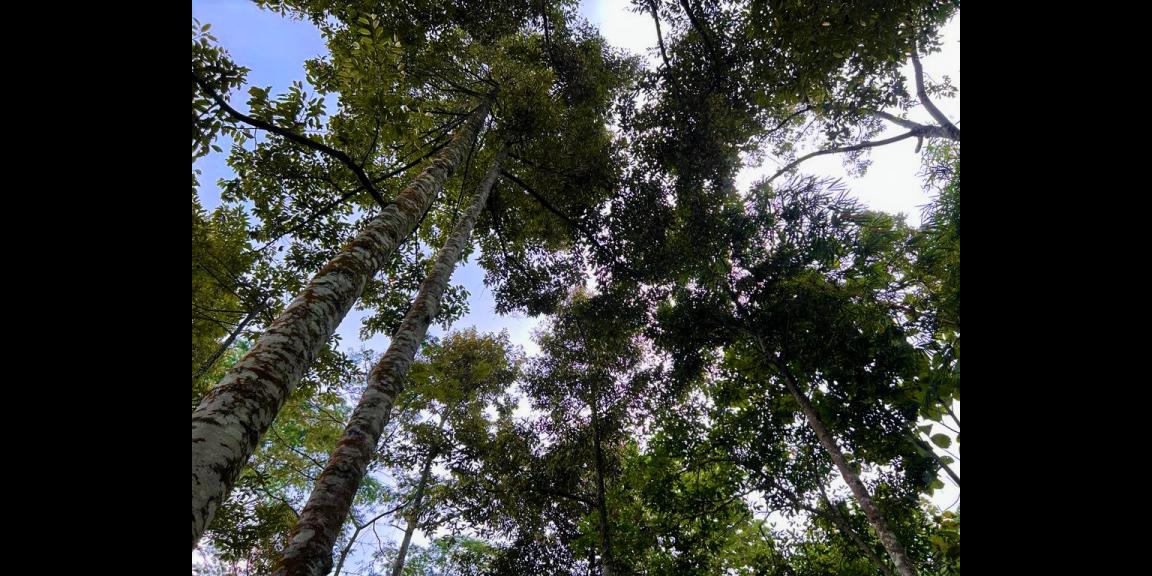 Jual Rumah Bonus Kebun Durian Karangpandan Karanganyar Jual Rumah Bonus Kebun Durian Karangpandan Karanganyar