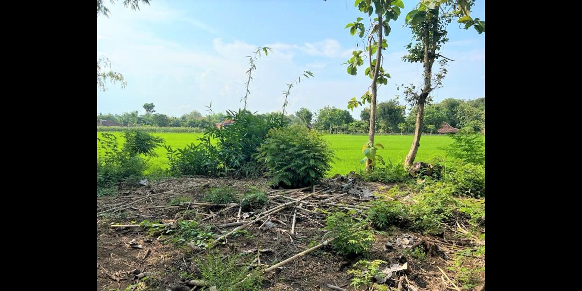 Tanah Pekarangan Hanya 90Juta Sragen Tanah Pekarangan Hanya 90Juta Sragen