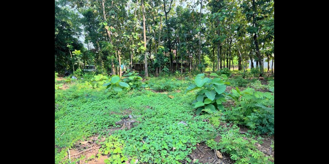 Tanah Pekarangan Hanya 90Juta Sragen Tanah Pekarangan Hanya 90Juta Sragen