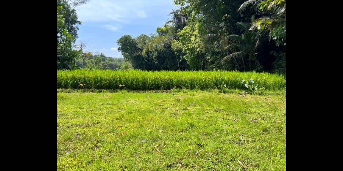 Tanah 815m² 175juta Mojogedang Karanganyar Tanah 815m² 175juta Mojogedang Karanganyar