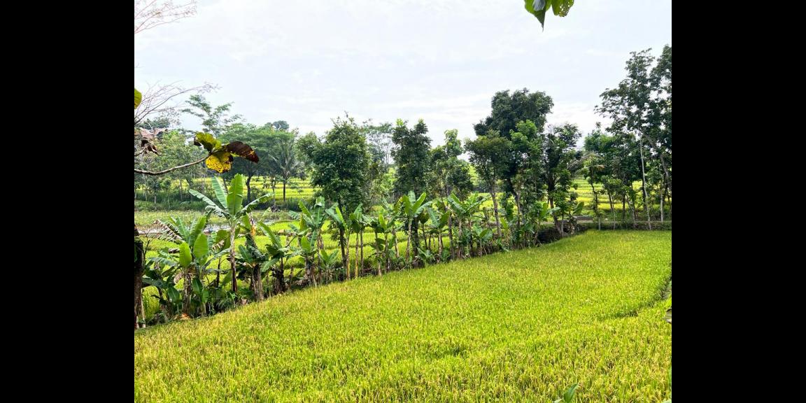 Dijual Tanah Murah Mojogedang Karanganyar Dijual Tanah Murah Mojogedang Karanganyar