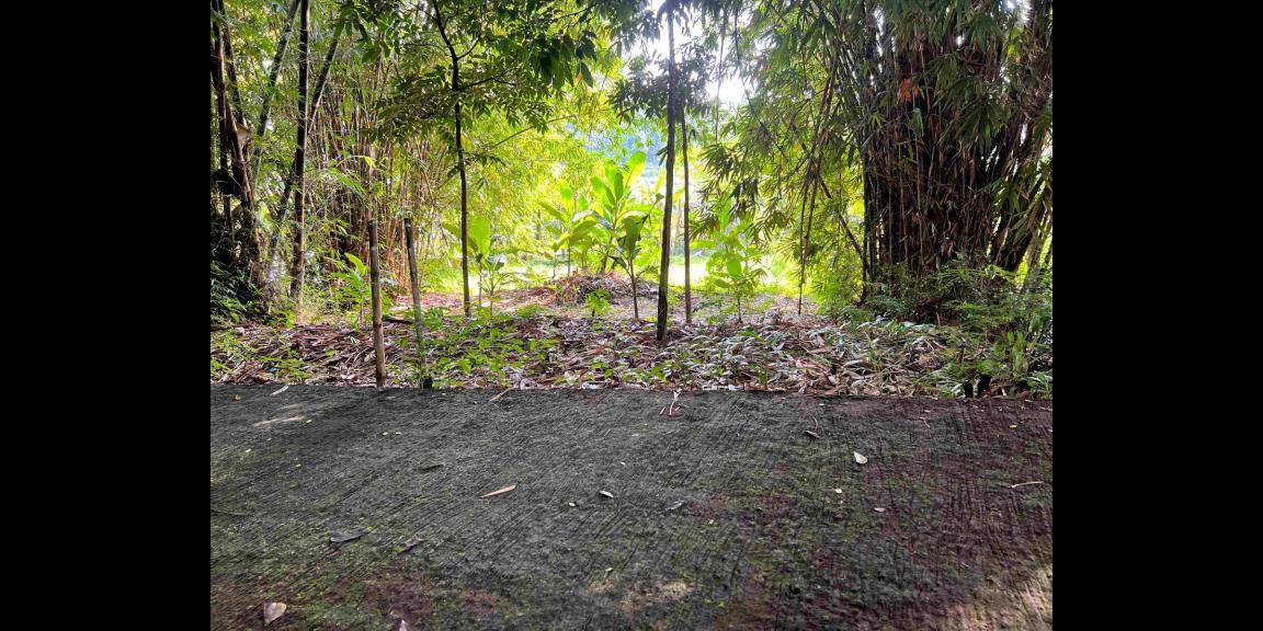 Dijual Tanah Hanya 175 Juta Mojogedang Karanganyar Dijual Tanah Hanya 175 Juta Mojogedang Karanganyar