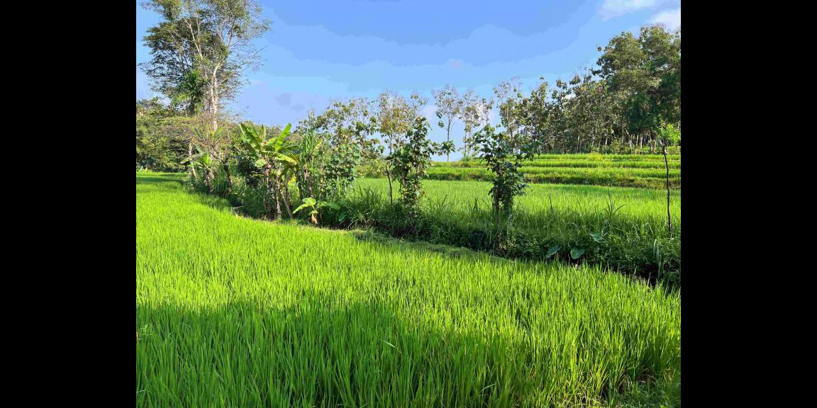 Dijual Tanah Hanya 175 Juta Mojogedang Karanganyar Dijual Tanah Hanya 175 Juta Mojogedang Karanganyar