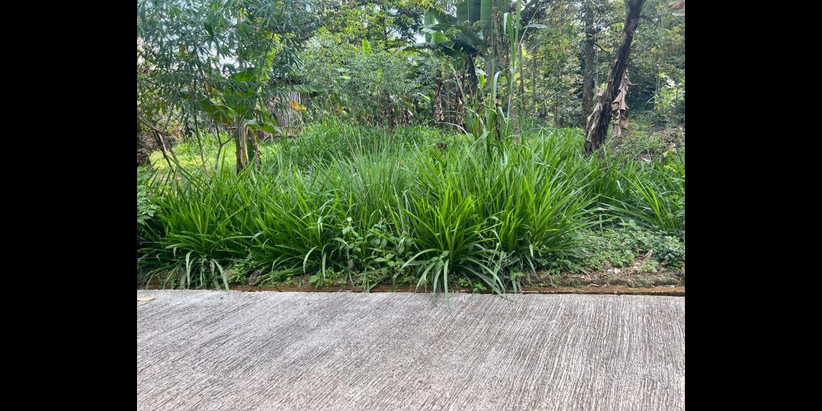 Tanah 800m² Dekat Sungai Kemuning Tanah 800m² Dekat Sungai Kemuning