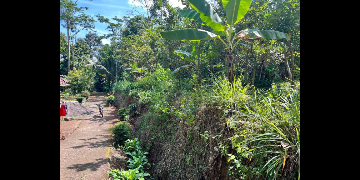 Tanah Kebun Jambu 1000m² 200Jt Ngargoyoso Karanganyar Tanah Kebun Jambu 1000m² 200Jt Ngargoyoso Karanganyar