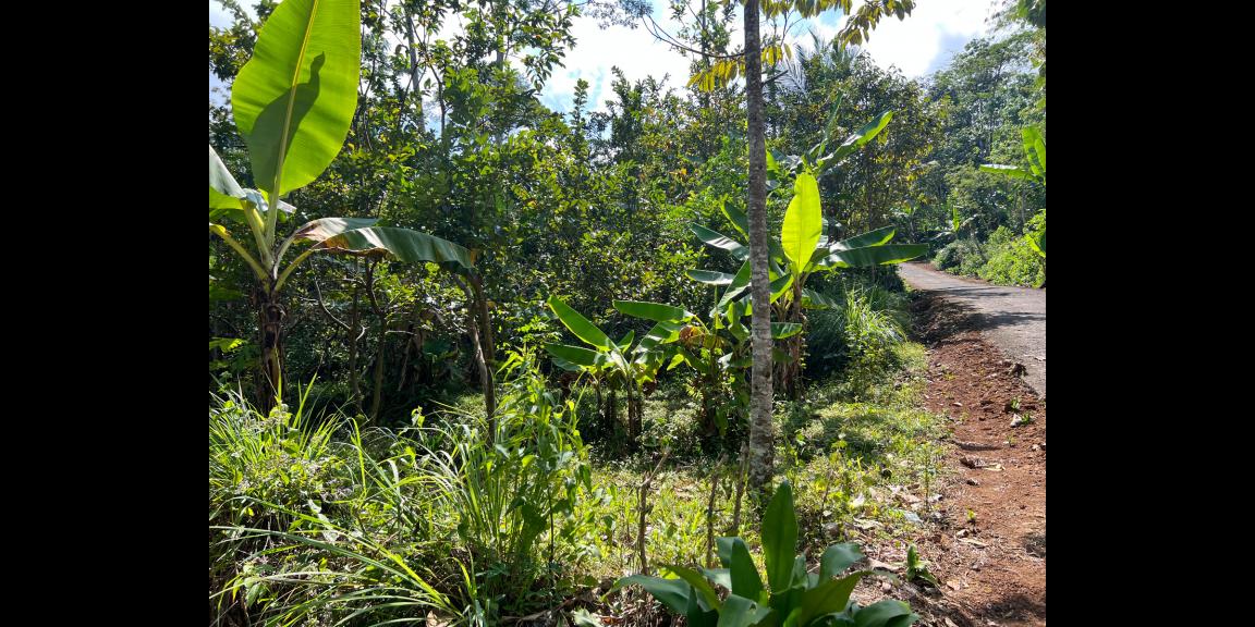 Tanah Kebun Jambu 1000m² 200Jt Ngargoyoso Karanganyar Tanah Kebun Jambu 1000m² 200Jt Ngargoyoso Karanganyar