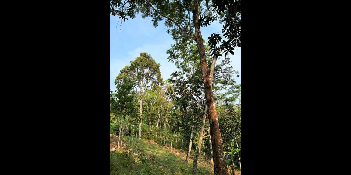 Dijual Kebun Durian 1700m² 170jt Mojogedang Karanganyar Dijual Kebun Durian 1700m² 170jt Mojogedang Karanganyar