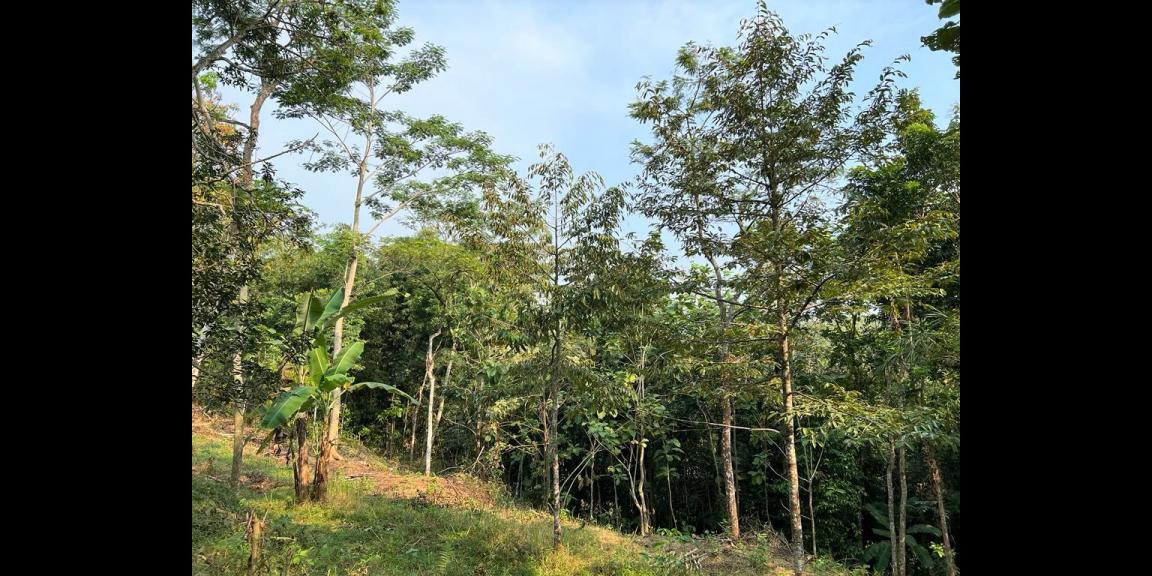Dijual Kebun Durian 1700m² 170jt Mojogedang Karanganyar Dijual Kebun Durian 1700m² 170jt Mojogedang Karanganyar