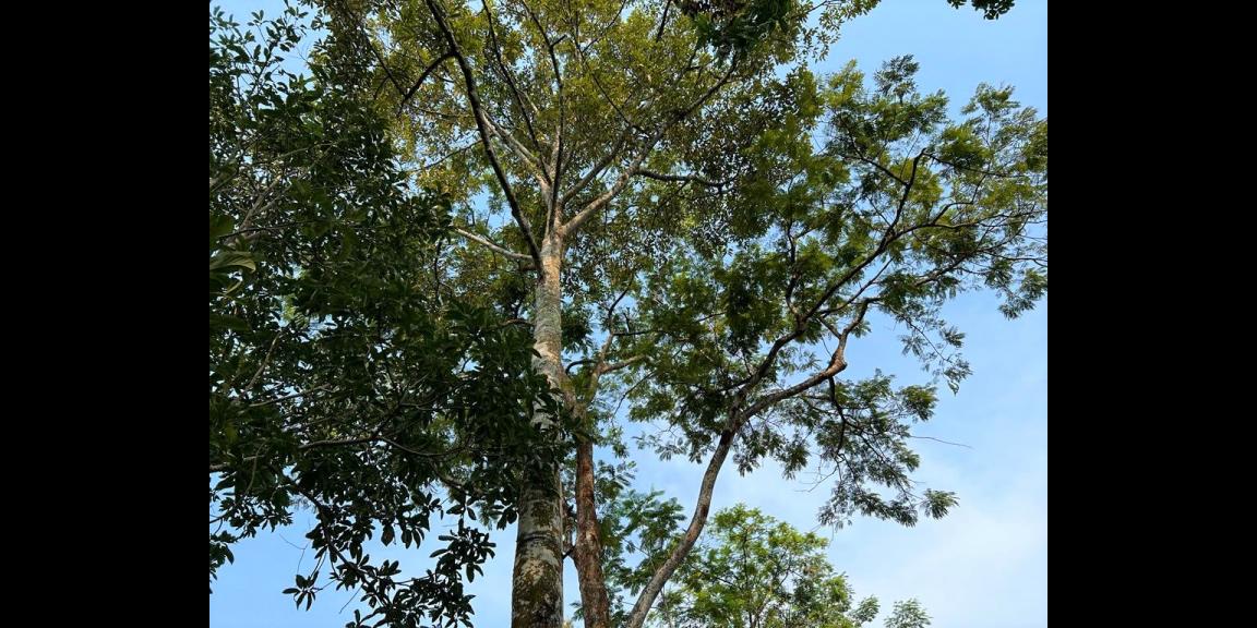 Dijual Kebun Durian 1700m² 170jt Mojogedang Karanganyar Dijual Kebun Durian 1700m² 170jt Mojogedang Karanganyar