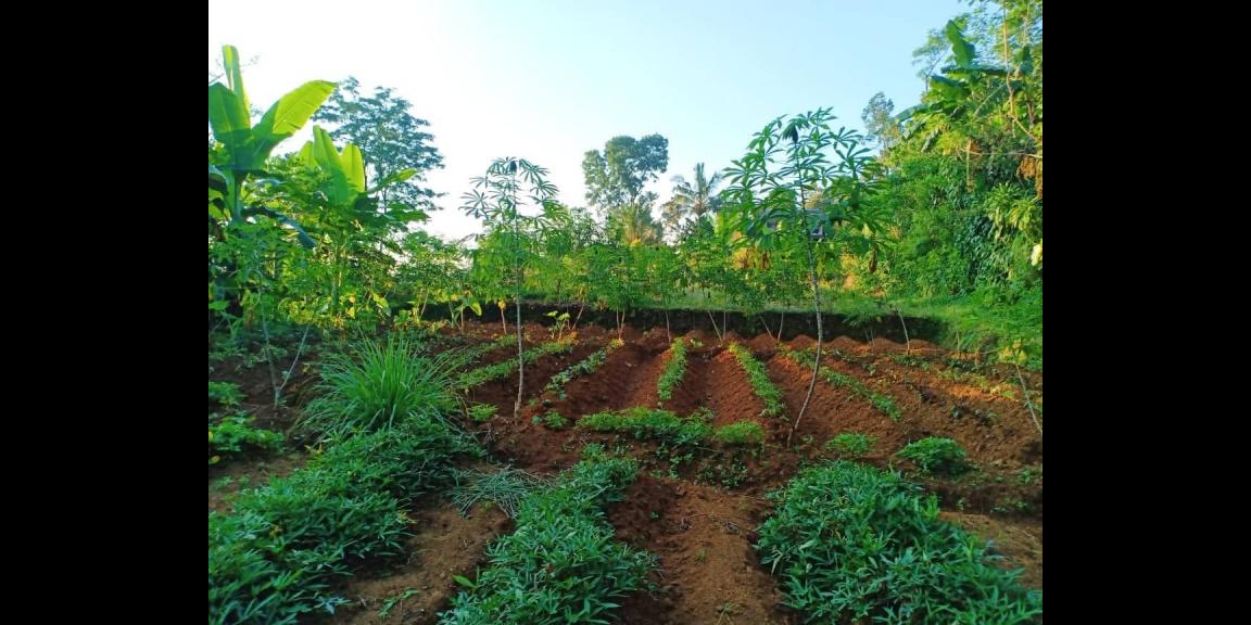 Tanah 3000m² Datar Kemuning Karanganyar Tanah 3000m² Datar Kemuning Karanganyar