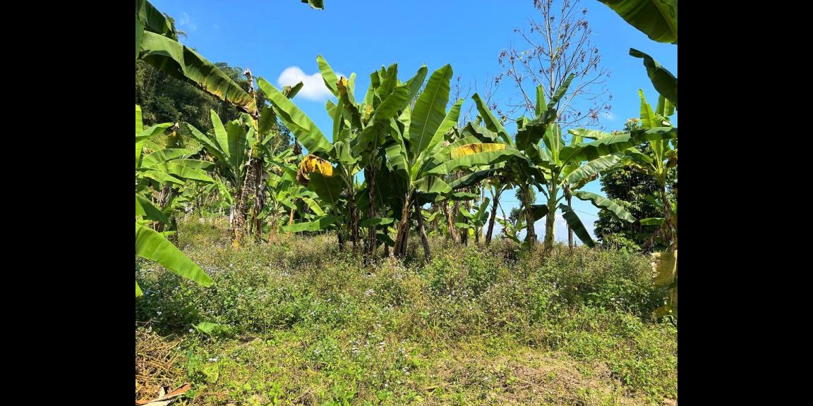 Dijual Tanah Hook 1800m² Kemuning Ngargoyoso Dijual Tanah Hook 1800m² Kemuning Ngargoyoso