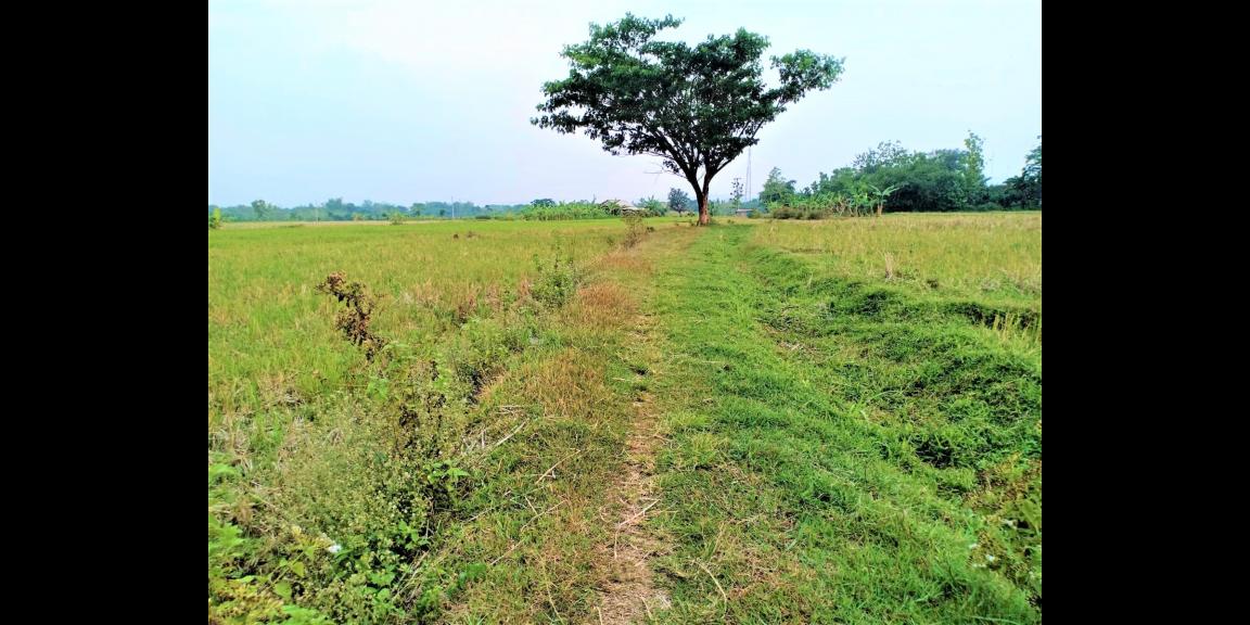 Dijual Sawah Subur 225 Juta Kedawung Sragen Dijual Sawah Subur 225 Juta Kedawung Sragen