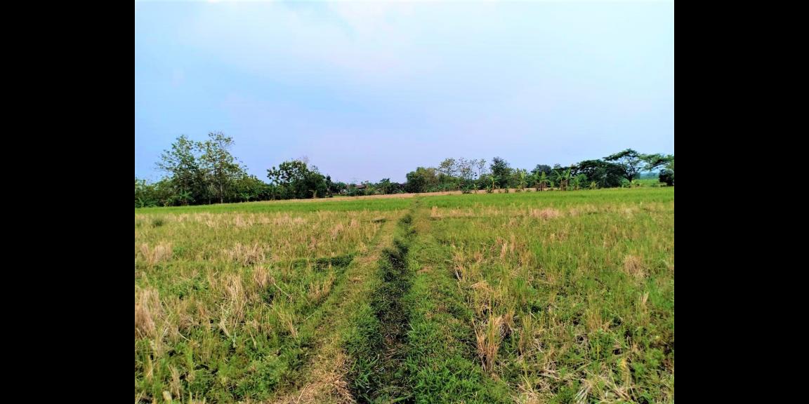 Dijual Sawah Subur 225 Juta Kedawung Sragen Dijual Sawah Subur 225 Juta Kedawung Sragen