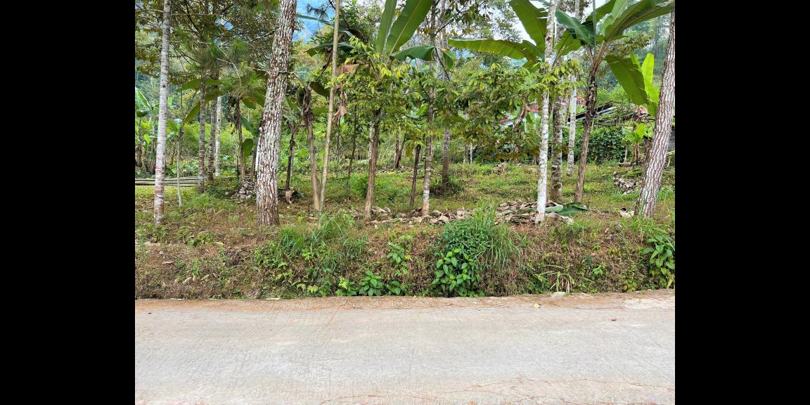 Dijual Kebun Durian Dekat Pasar Kemuning Karanganyar Dijual Kebun Durian Dekat Pasar Kemuning Karanganyar