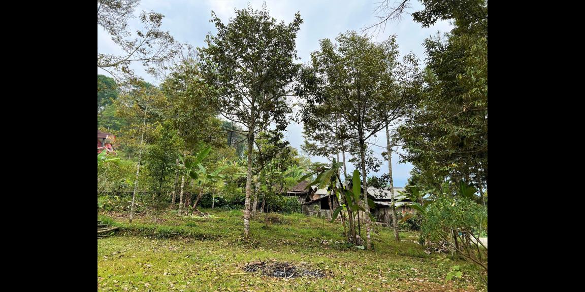 Dijual Kebun Durian Dekat Pasar Kemuning Karanganyar Dijual Kebun Durian Dekat Pasar Kemuning Karanganyar