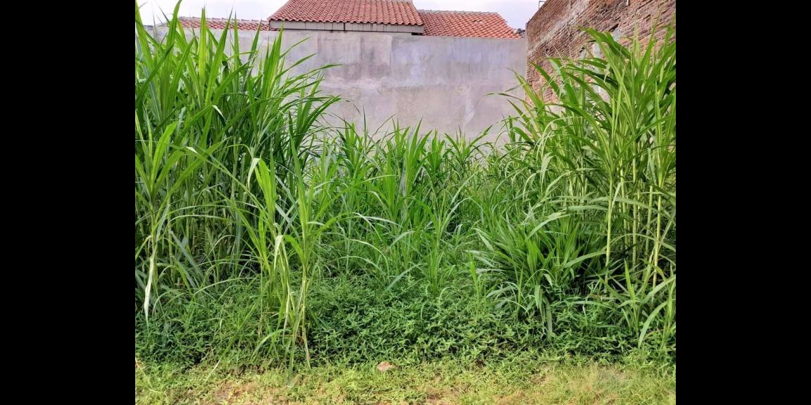 Jual Pekarangan 90m² Karanganyar Kota Jual Pekarangan 90m² Karanganyar Kota