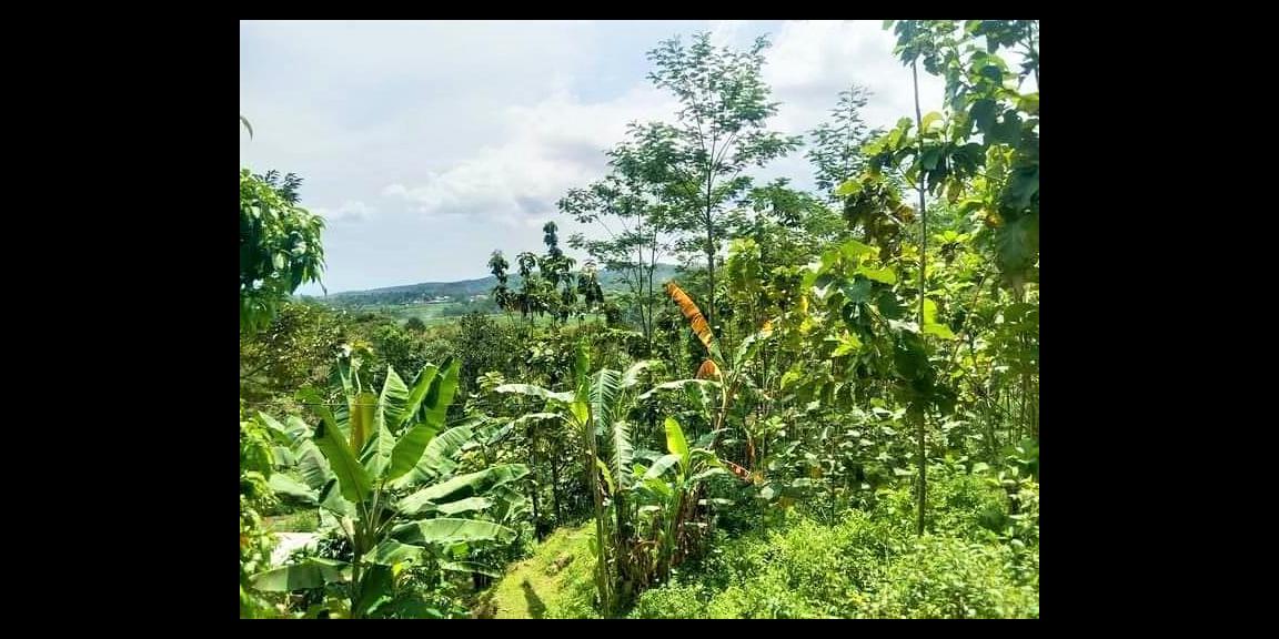 Tanah Murah 1700m2 100Jt Jenawi Karanganyar Tanah Murah 1700m2 100Jt Jenawi Karanganyar