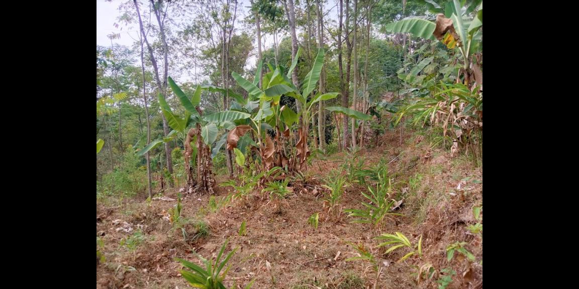 Tanah Datar 550m² 75 Juta Jenawi Karanganyar Tanah Datar 550m² 75 Juta Jenawi Karanganyar