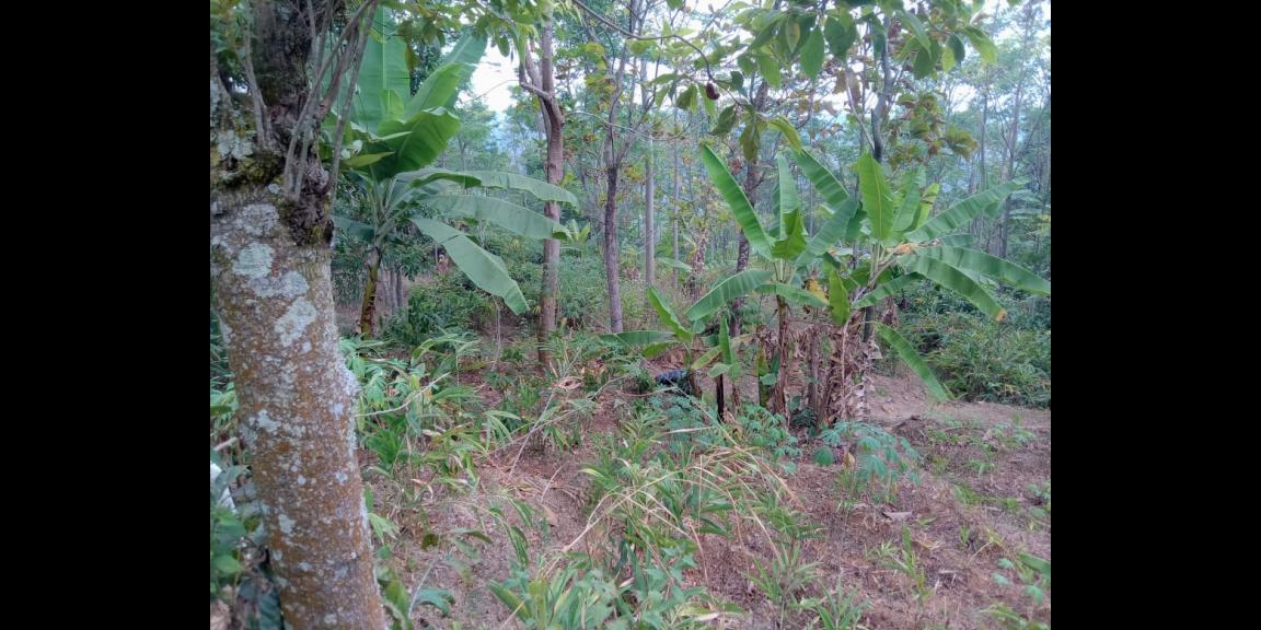 Tanah Datar 550m² 75 Juta Jenawi Karanganyar Tanah Datar 550m² 75 Juta Jenawi Karanganyar