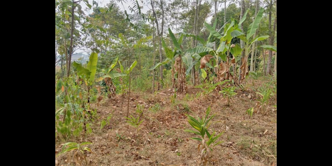 Tanah Datar 550m² 75 Juta Jenawi Karanganyar Tanah Datar 550m² 75 Juta Jenawi Karanganyar