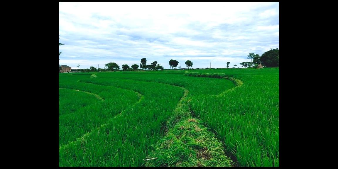 Jual Sawah Subur 3225m2 Kedawung Sragen Jual Sawah Subur 3225m2 Kedawung Sragen