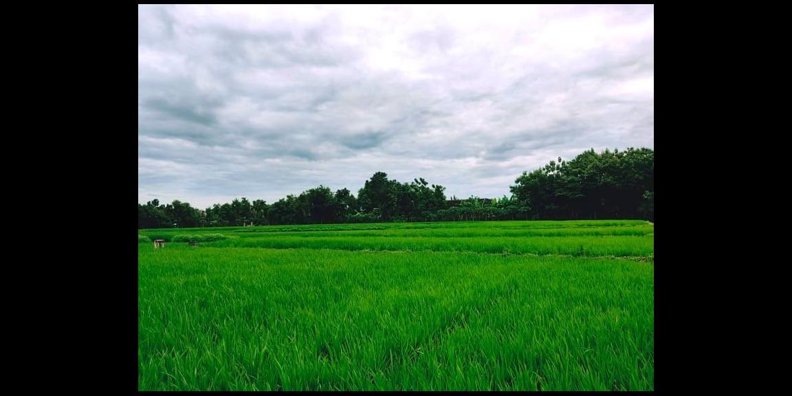 Jual Sawah Subur 3225m2 Kedawung Sragen Jual Sawah Subur 3225m2 Kedawung Sragen