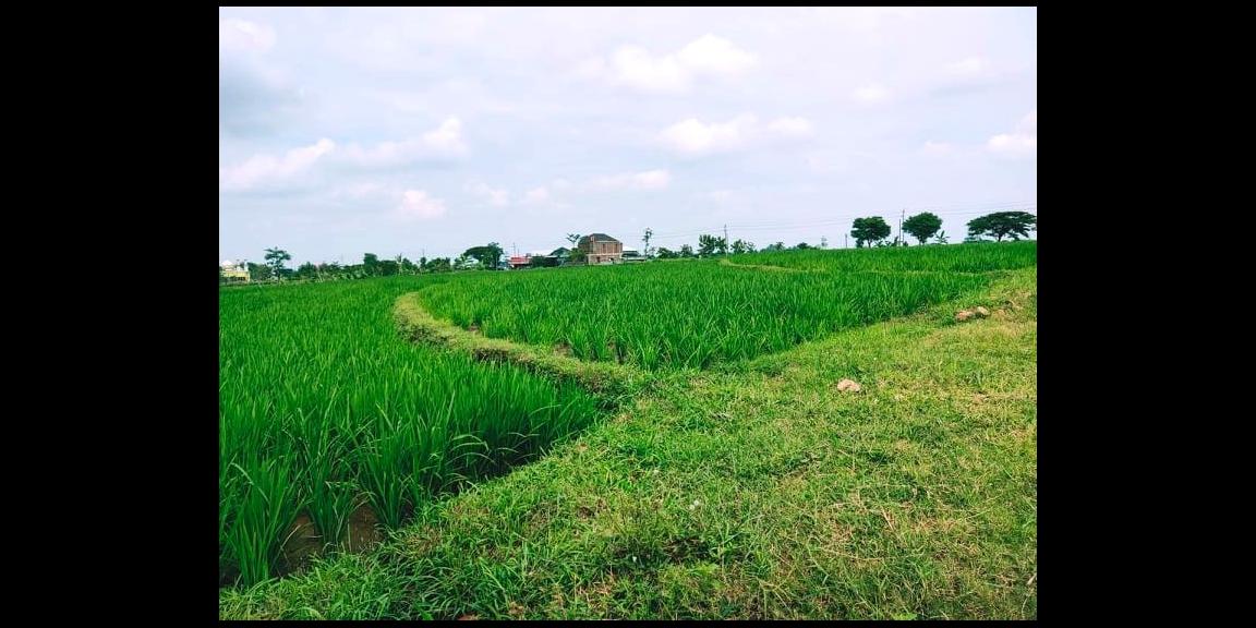 Jual Sawah Subur 3225m2 Kedawung Sragen Jual Sawah Subur 3225m2 Kedawung Sragen