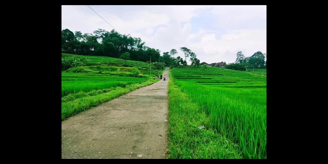 Sawah Produktif Barat Pasar Karangpandan Karanganyar Sawah Produktif Barat Pasar Karangpandan Karanganyar