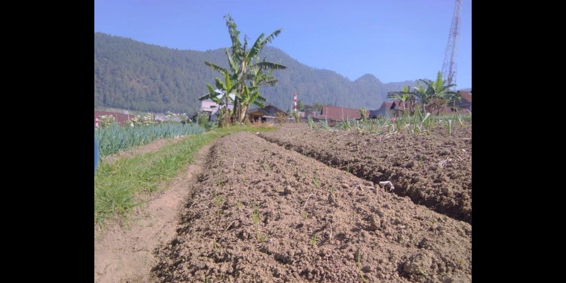 Tanah Udara Dingin 300m² Tawangmangu Karanganyar Tanah Udara Dingin 300m² Tawangmangu Karanganyar