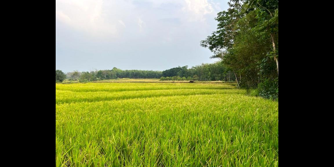 Dijual Sawah Timur Terminal Batujamus Karanganyar Dijual Sawah Timur Terminal Batujamus Karanganyar