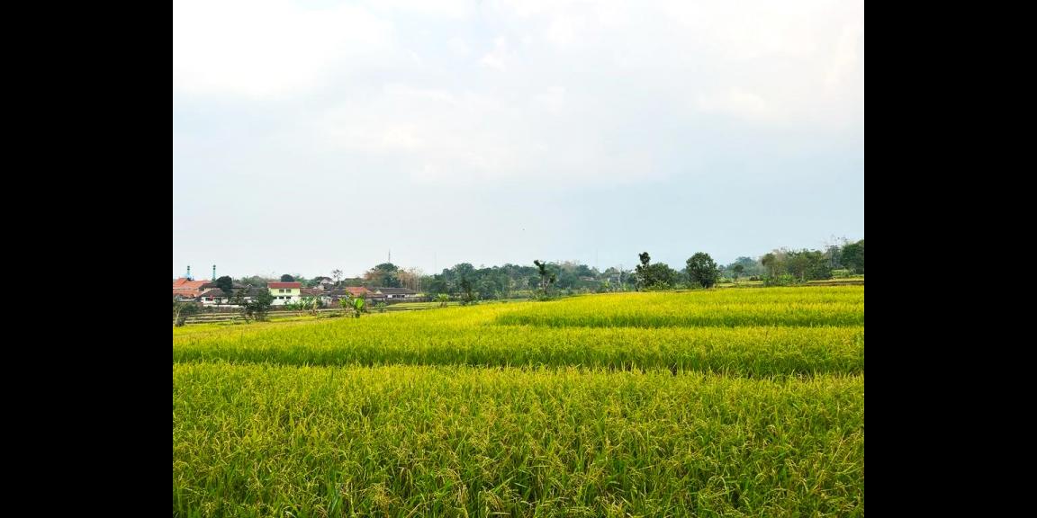 Dijual Sawah Timur Terminal Batujamus Karanganyar Dijual Sawah Timur Terminal Batujamus Karanganyar