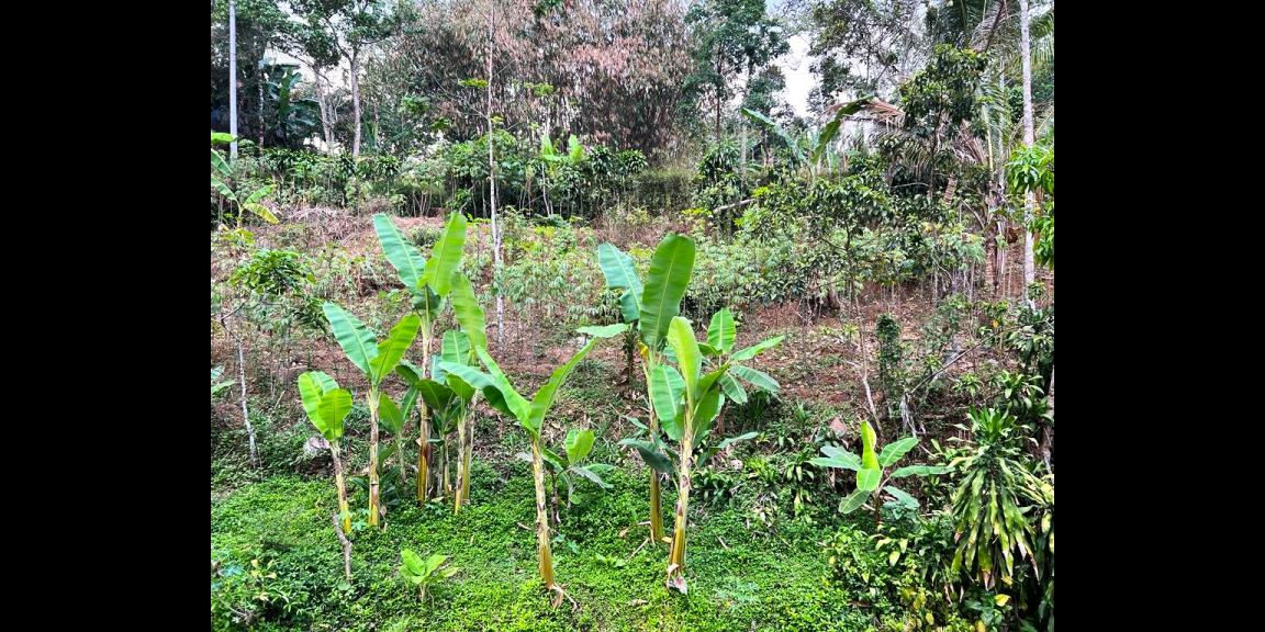 Tanah Pekarangan 2452m² Ngargoyoso karanganyar Tanah Pekarangan 2452m² Ngargoyoso karanganyar