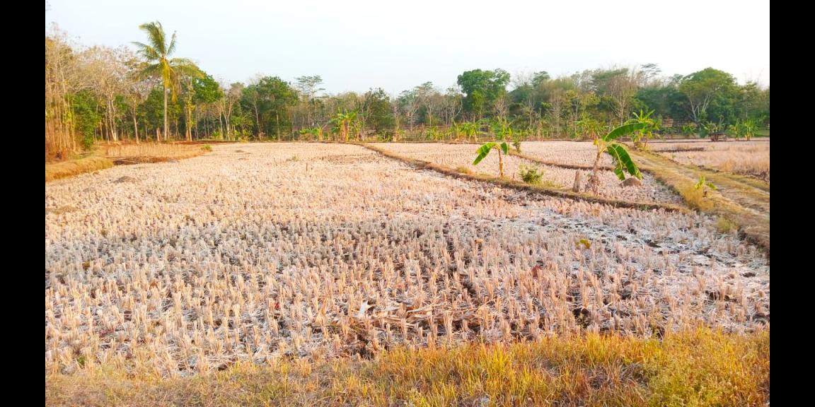 Tanah Sawah 8810m² Hanya 175rb/m Karanganyar Tanah Sawah 8810m² Hanya 175rb/m Karanganyar