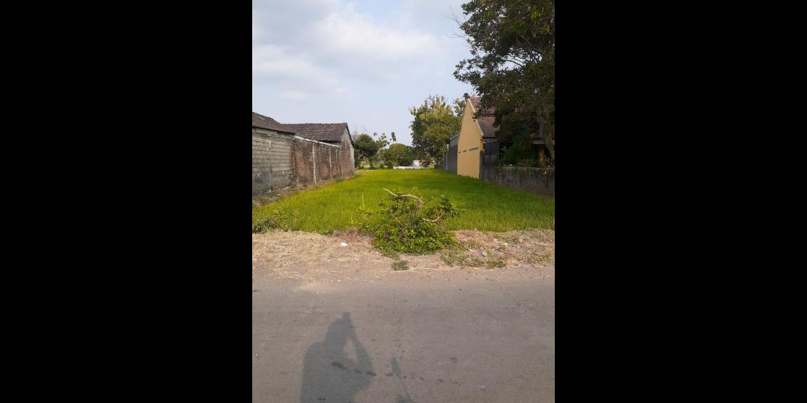 DIJUAL TANAH PERSAWAHAN area Sleman Yogyakarta DIJUAL TANAH PERSAWAHAN area Sleman Yogyakarta