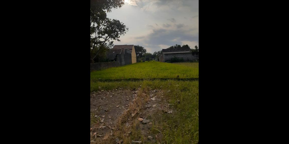 DIJUAL TANAH PERSAWAHAN area Sleman Yogyakarta DIJUAL TANAH PERSAWAHAN area Sleman Yogyakarta