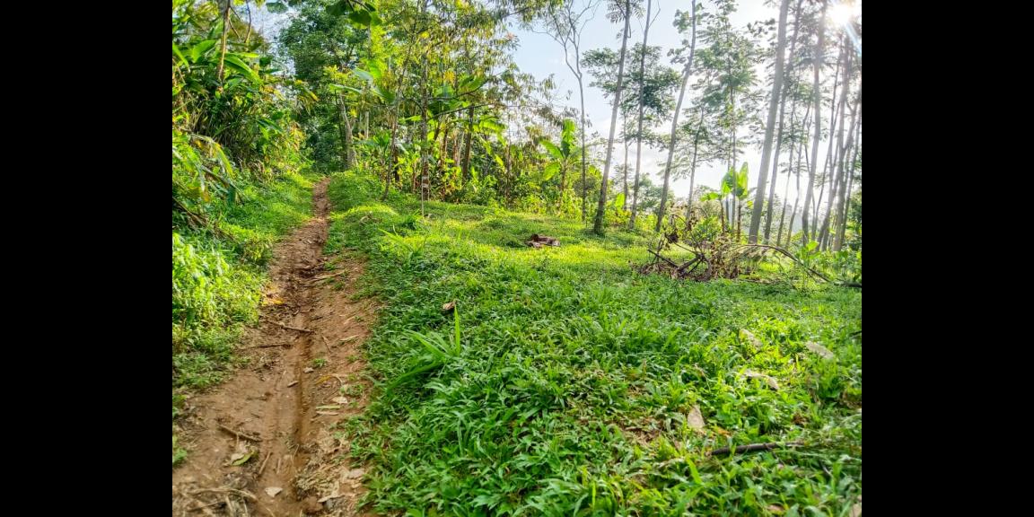 Tanah Murah 99 Juta Dekat Candi Cetho Kemuning Tanah Murah 99 Juta Dekat Candi Cetho Kemuning